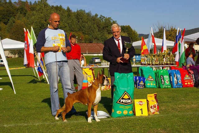 www.boxer-show.eu